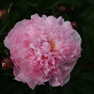 Pietertje Vriend Wagenaar